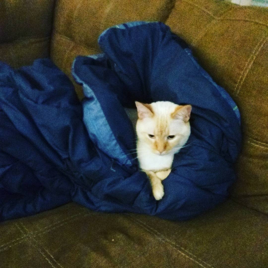 Ive never seen a cat that burritos himself. Usually you have to force them into such adorableness.
