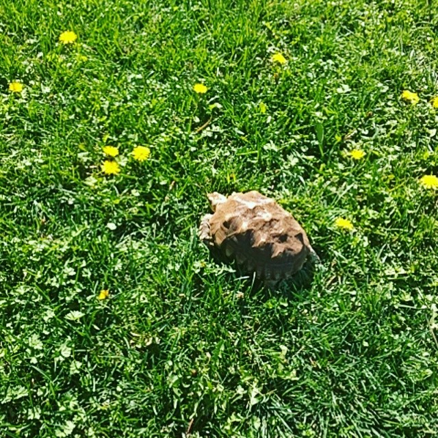 #tortoise loves the dandelions