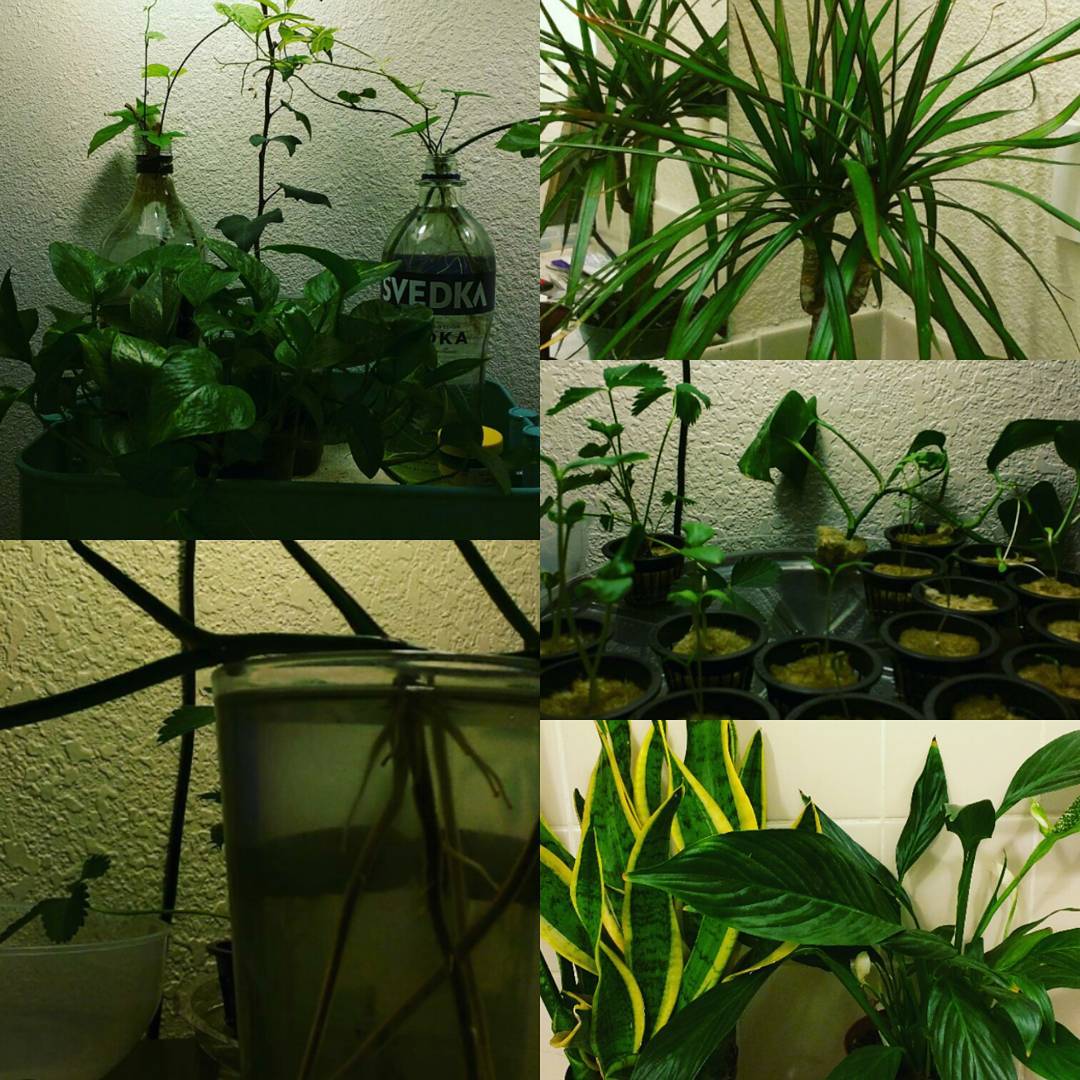 You may not know this about me, but I am quite fond of plants. Here are a few from my room ☺ Anybody else an avid gardener?