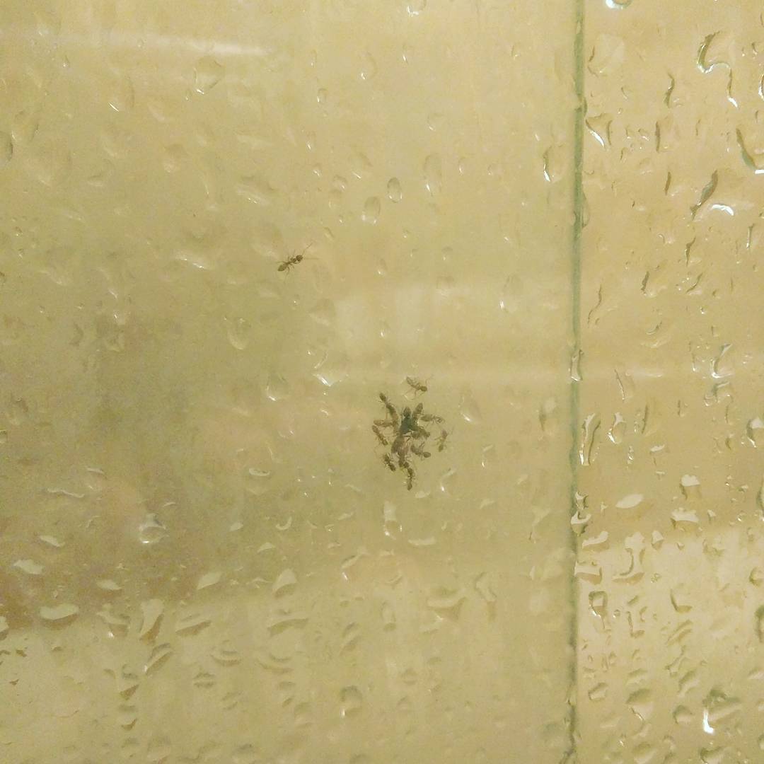 There was an ant queen and her colony on my shower door today! #newpets #ants #formicarium #monomoriumminimum