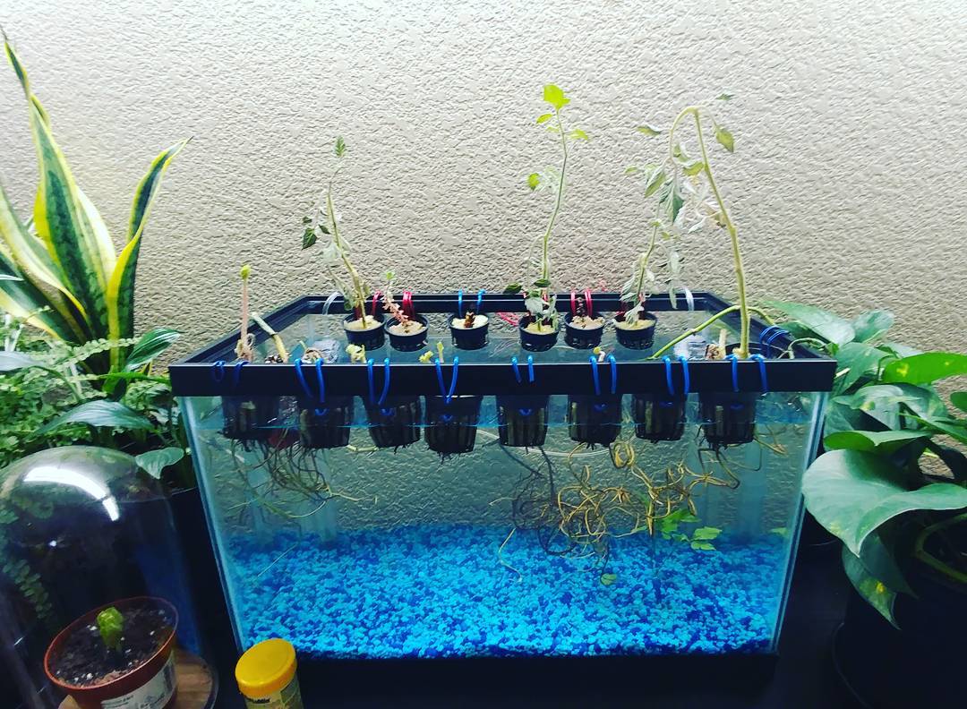 Deep tissue #aquaponics #horticulture set up with cultured #tomatoes, #strawberries, and #pothos