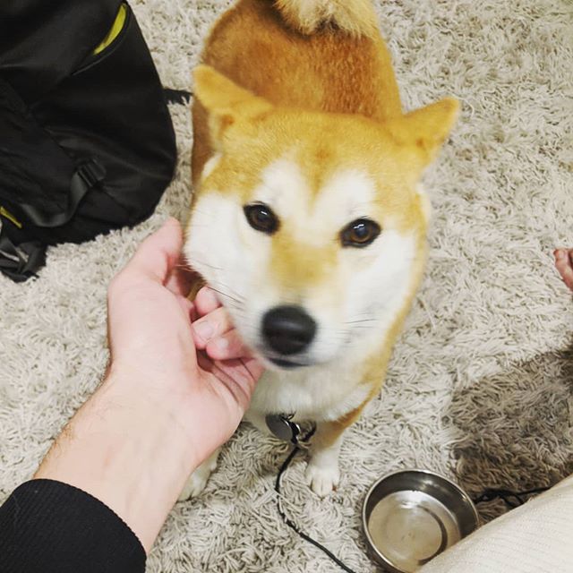 Yesterday I met a shib…
.
#shibainu #shiba #shibalove #shibadog #dog #dogsofinstagram #doge #dogs #doggy #pup #puppy #puppiesofinstagram #puppylove #japan #japanese #japanesegirl #kawaii #kawaiiinu #inu